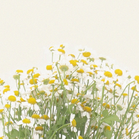 Meet your Posher, Gina - Picture 1 of 1